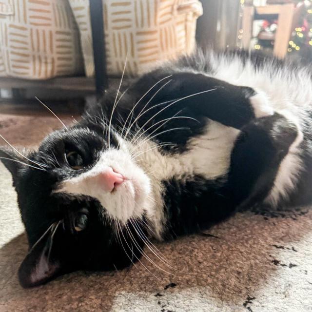 Tuxedo cat named tuk