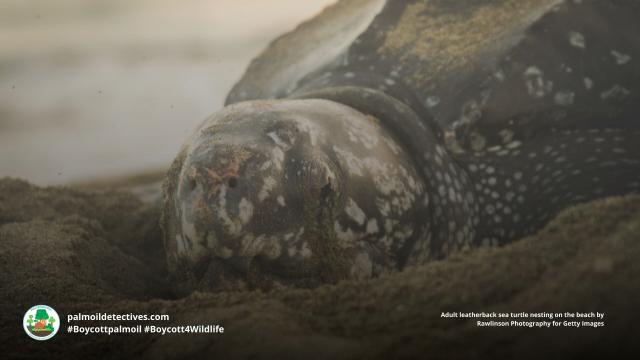 The world’s largest turtle the Leatherback Sea Turtle faces new threats on Great #Nicobar Island, #India – #palmoil #deforestation and a seaport. This will result in #ecocide. #Boycottpalmoil #Boycott4Wildlife https://palmoildetectives.com/2023/02/15/a-mega-port-and-palm-oil-on-great-nicobar-island-india-threatens-the-survival-of-the-largest-turtles-on-earth/ via @palmoildetect