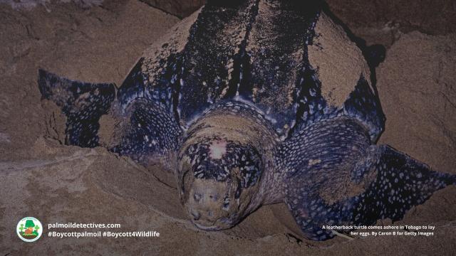 The world’s largest turtle the Leatherback Sea Turtle faces new threats on Great #Nicobar Island, #India – #palmoil #deforestation and a seaport. This will result in #ecocide. #Boycottpalmoil #Boycott4Wildlife https://palmoildetectives.com/2023/02/15/a-mega-port-and-palm-oil-on-great-nicobar-island-india-threatens-the-survival-of-the-largest-turtles-on-earth/ via @palmoildetect