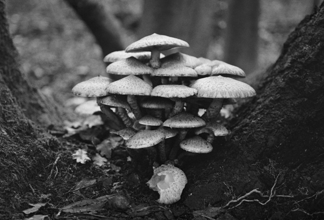A dense group of mushrooms between two tree stumps. Roots and fallen leaves decorate the foreground.