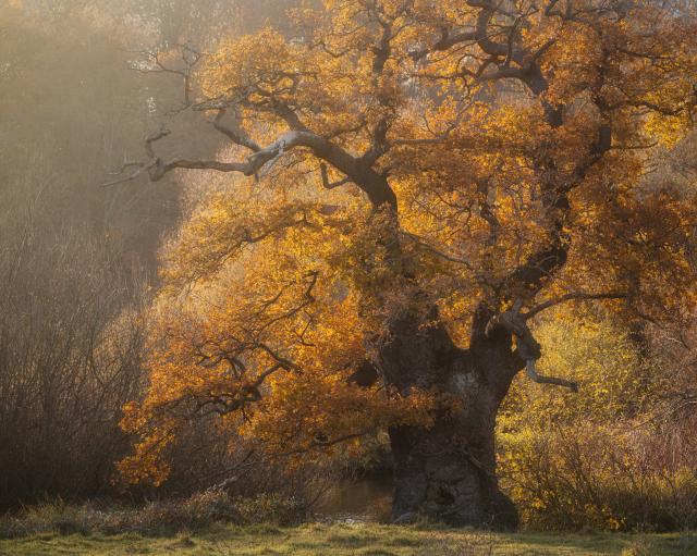 A big old oak tree in its autumn colours, glowing in the late evening light.