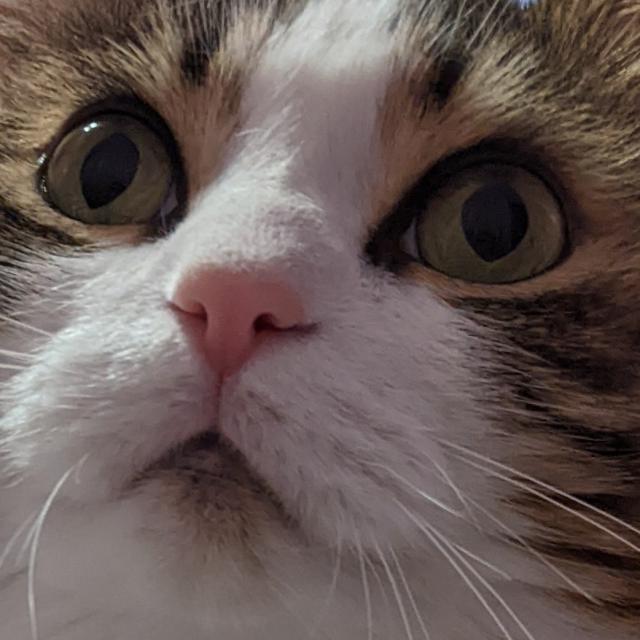 A close cropped photo of the face of a brown and white tabby cat with big green eyes