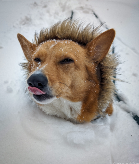 moxxi the corgi is buried in snow. only her face and her parka are sticking out and her tongue is sticking out.