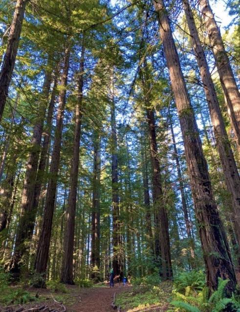 Walking amongst the redwoods in northern California.