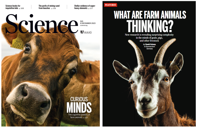Science magazine's cover showing a cow and a goat looking at the photograph