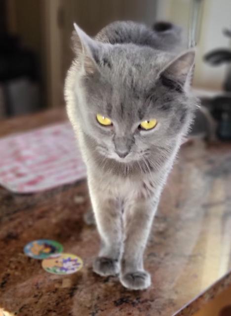 Naughty gray kitty on counter. Scattered mastomerch.