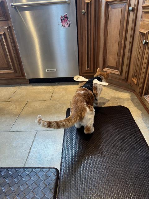 My old cat with his harness and wooden spoon. 