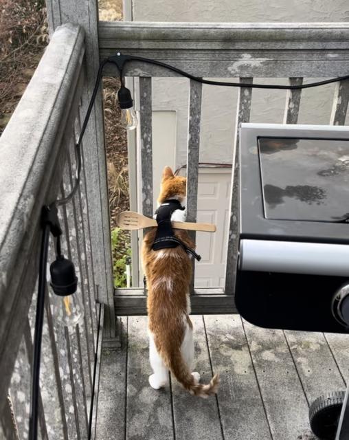 My cat squeezing out between the vertical rails but can’t go out really far anymore thanks to the horizontal wooden spoon in his harness stopping him. 