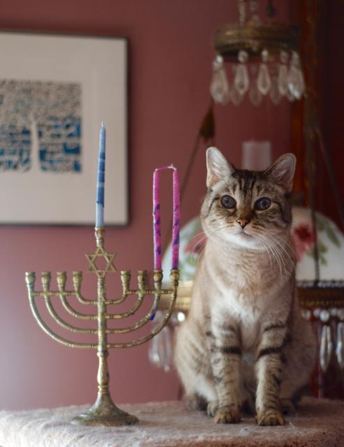 A lynx point Siamese standing next to a traditional brass chanukiyah with two candles waiting, and one in the center. The shammes candle is in the center above a Magen David. In the background, blurred paper cut art and a fancy lamp thing, with rosy pink walls. Less elegantly, kitty and chanukiyah are sitting on a fuzzy cat tree platform.