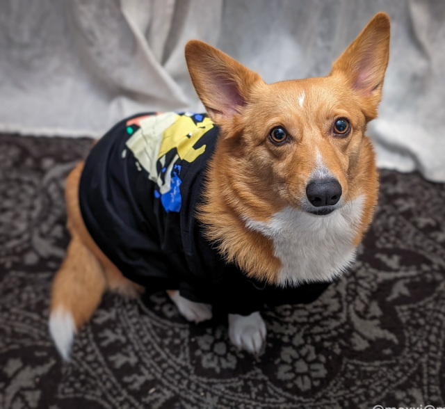 moxxi the corgi is wearing a mastodon t-shirt and looking up to the camera. she's sitting on a grey and black rug in front of white curtains.