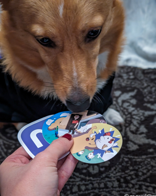 moxxi the corgi is sniffing out a few mastodon stickers, held by a human hand. she's sitting on a grey and black rug in front of white curtains.