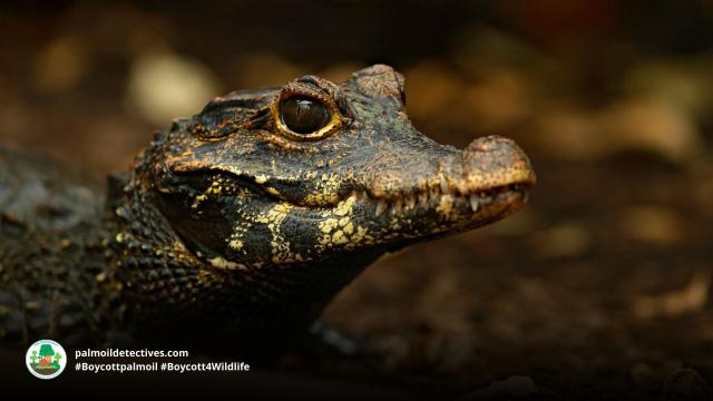 #African Dwarf Crocodiles are timid nocturnal creatures the smallest crocodilian in the world. They face multiple threats incl. #palmoil #meat deforestation. Help them and  #Boycottpalmoil #Boycott4Wildlife  https://palmoildetectives.com/2023/01/08/african-dwarf-crocodile-osteolaemus-tetraspis/ via @palmoildetect 