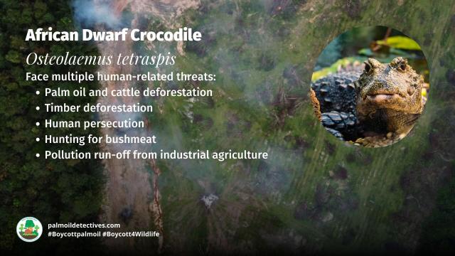 #African Dwarf Crocodiles are timid nocturnal creatures the smallest crocodilian in the world. They face multiple threats incl. #palmoil #meat deforestation. Help them and  #Boycottpalmoil #Boycott4Wildlife  https://palmoildetectives.com/2023/01/08/african-dwarf-crocodile-osteolaemus-tetraspis/ via @palmoildetect 