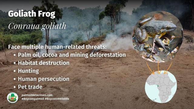 Goliath Frogs are the largest frog in the world. These muscle-bound #amphibians lift heavy rocks to build nests. They face #extinction from #palmoil. Fight back against their extinction and use your wallet as a weapon #Boycottpalmoil #Boycott4Wildlife  https://palmoildetectives.com/2023/10/29/goliath-frog-conraua-goliath/ 