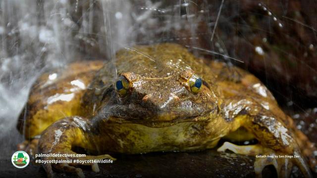 Goliath Frogs are the largest frog in the world. These muscle-bound #amphibians lift heavy rocks to build nests. They face #extinction from #palmoil. Fight back against their extinction and use your wallet as a weapon #Boycottpalmoil #Boycott4Wildlife  https://palmoildetectives.com/2023/10/29/goliath-frog-conraua-goliath/ 