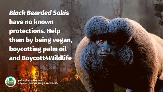 Black Bearded #Sakis are #endangered large monkeys endemic to #Brazil #SouthAmerica they are #endangered by #timber #palmoil #hydroelectric dam #deforestation. Help save them and join the #Boycott4Wildlife! https://palmoildetectives.com/2021/06/08/black-bearded-saki-chiropotes-satanas/ via 
@palmoildetectives 