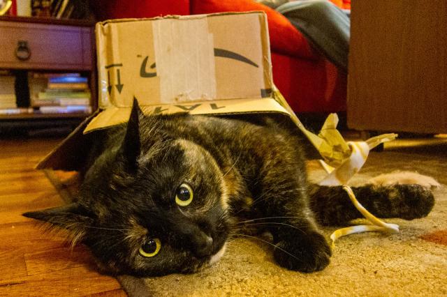 A brindled black and brown cat with yellow eyes lies on its side on a rug. A small cardboard box has been placed upside down on top of the cat. A bookshelf and a red sofa with someone sitting on it are visible in the background.