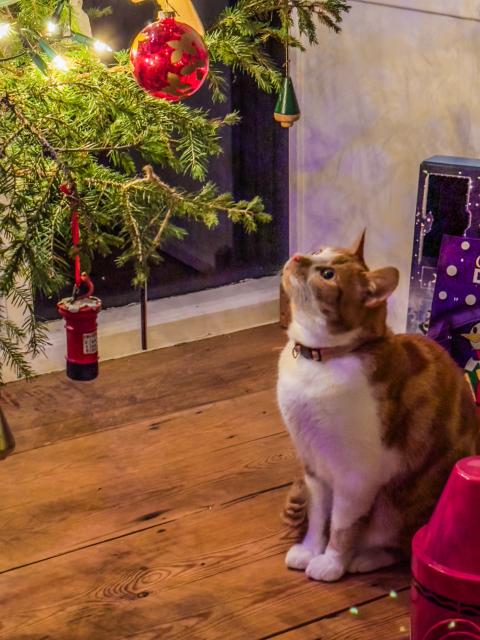 A ginger and white cat staring at a Christmas bauble on a tree, ready to pounce