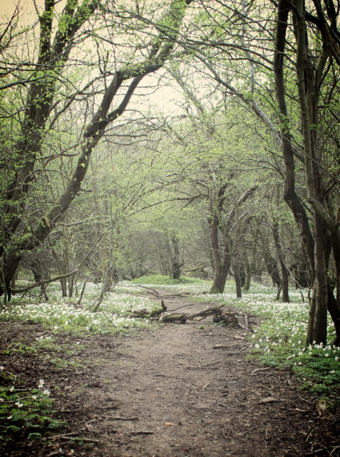 This is a photograph taken in a picturesque woodland area in the spring. The woods are covered in wild flowers . There is a natural pathway in the centre of the image that leads to dense woodland.