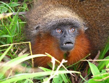 Caquetá Titi Monkeys are monogamous and make a distinctive purrs like kittens. Discovered only in 2010 they’re now critically endangered from massive #deforestation in #Colombia for #palmoil and #timber #Boycottpalmoil #Boycott4Wildlife https://palmoildetectives.com/2021/02/19/caqueta-titi-monkey-plecturocebus-caquetensis/ via 
@palmoildetectives 