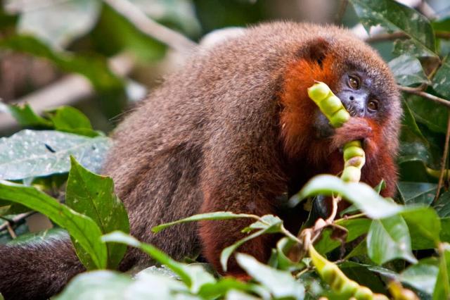 Caquetá Titi Monkeys are monogamous and make a distinctive purrs like kittens. Discovered only in 2010 they’re now critically endangered from massive #deforestation in #Colombia for #palmoil and #timber #Boycottpalmoil #Boycott4Wildlife https://palmoildetectives.com/2021/02/19/caqueta-titi-monkey-plecturocebus-caquetensis/ via 
@palmoildetectives 
