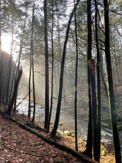 Early morning angle down the length of the brook. The sun can be seen on the left shining through the bare branches and into the forest floor and ferns.  The right side of the brook has lots of fallen leaves and branches.