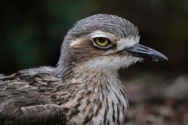 Bush thick-knee is absolutely had it with your bullshit. 