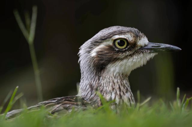 Bush thick-knee still thinks that you and your entire species are a disgrace to the process of evolution by natural selection.