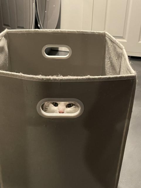 Loki, a gray and white cat, hides inside a fabric laundry bin with cutouts for handles. His eyes and nose (and not much else) are visible through one of the cutouts.