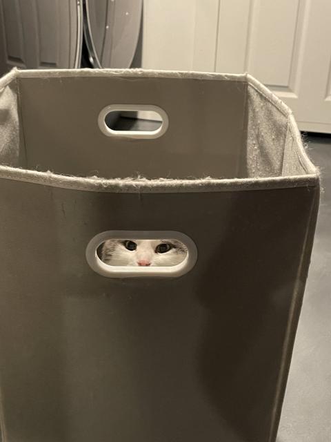 Loki, a gray and white cat, hides inside a fabric laundry bin with cutouts for handles. His eyes and nose (and not much else) are visible through one of the cutouts.