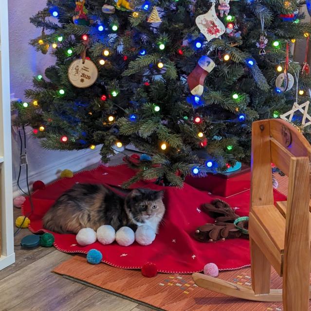 Cat sitting on the tree skirt under a Christmas tree