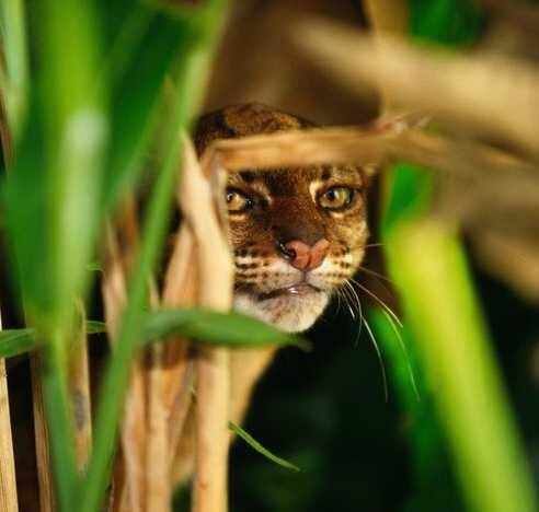 One of the rarest and least known #cat species in #Borneo is the Borneo Bay Cat. They are endangered from #palmoil #deforestation #hunting in Sabah we can save them when we #Boycott4Wildlife read more about them https://palmoildetectives.com/2021/01/25/borneo-bay-cat-catopuma-badia/ via @palmoildetectives 