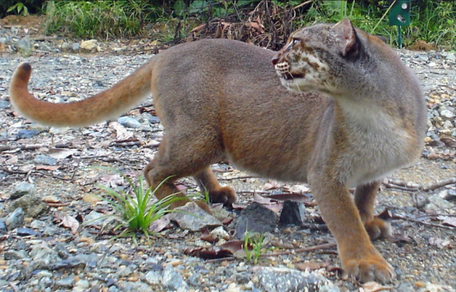 One of the rarest and least known #cat species in #Borneo is the Borneo Bay Cat. They are endangered from #palmoil #deforestation #hunting in Sabah we can save them when we #Boycott4Wildlife read more about them https://palmoildetectives.com/2021/01/25/borneo-bay-cat-catopuma-badia/ via @palmoildetectives 