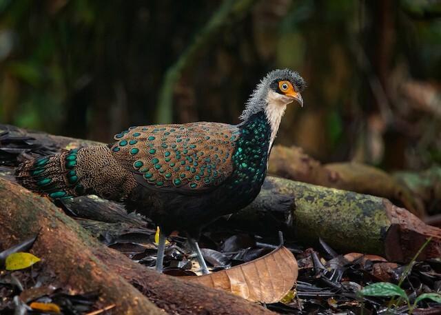 Large-scale destruction of the Bornean Peacock-pheasant’s home in #Indonesia and #Malaysia for #palmoil plantations has made them endangered. Make #art for this forgotten animal and join the #Boycott4Wildlife in the supermarket https://palmoildetectives.com/2021/02/05/bornean-peacock-pheasant-polyplectron-schleiermacheri/ via @palmoildetectives 