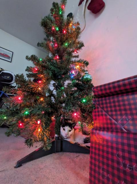 A black and white cat sitting under a Christmas tree right next to the presents