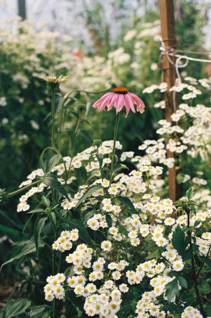 A colour photograph of a pink echinacea flower rising out of a froth of small white and yellow daisies. Behind the flower is more, out of focus white flowers. The light is vivid, the scene is peaceful. 
