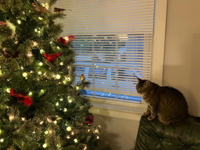 My tabby cat ripple sitting on the back of a chair watching me put Christmas ornaments up on my tree 