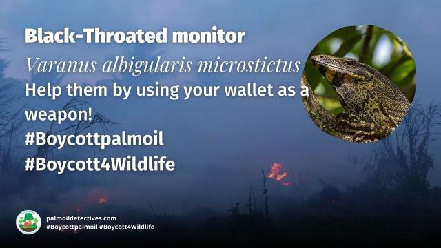 The Black-Throated Monitor is a mighty and large lizard reaching over 2 metres long. Threatened by #agriculture #deforestation and #hunting for the #leather trade in #Tanzania #Africa. Help them with a #Boycott4Wildlife https://palmoildetectives.com/2021/08/07/black-throated-monitor-varanus-albigularis-microstictus/ via @palmoildetectives 