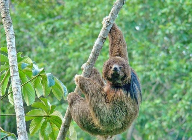 The adorable and fuzzy-haired Maned Three-toed #Sloth is vulnerable on #Brazil due to #cocoa #deforestation. Help this beautiful animal by boycotting brands with deforestation supply chains, be #vegan #Boycottpalmoil #Boycott4wildlife https://palmoildetectives.com/2021/03/10/maned-three-toed-sloth-bradypus-torquatus/ via @palmoildetectives 