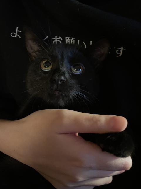 A black cat looking up while being held. 
