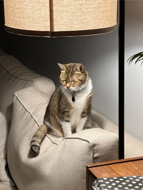 an image of a cat sitting on the back of a couch. she is atop one of the cushions, creating a divot. she is a tabby cat with white fur on her stomach and feet, and has black rings on her tail. her eyes are closed, and her head is turned to one side; her posture is almost demure. 