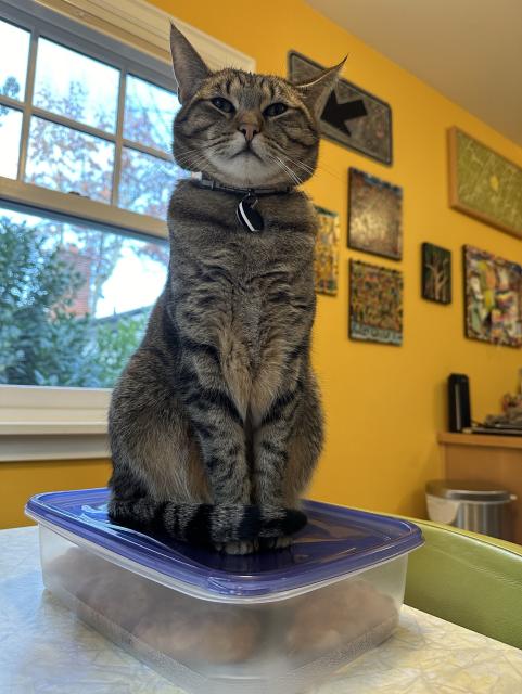 My tabby cat Ivan, sitting atop a flat Tupperware full of homemade scones on the kitchen table. His stance is proud and very serious, and his tail is carefully curled around his front paws