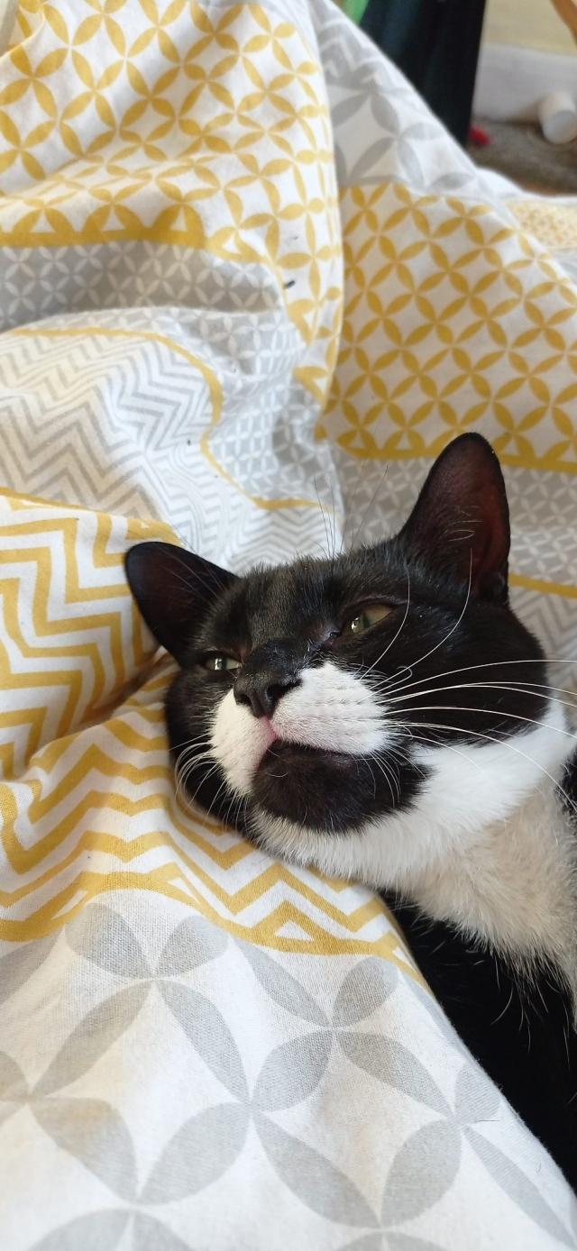 Just a head shot of an adorable black and white cat with half closed green eyes as he settles in for a long nap.