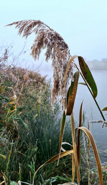 A close up look at a single tall feathery reed head reaching up from the edge of a lake. A light mist hangs over the lake in the background and some houses are just visible at the waters edge. The leaves of the reeds are starting to turn autumn shades of brown and almost golden yellow.