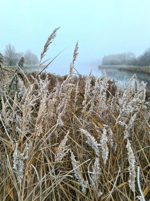 A large reed bed at the edge of a mist covered lake. The feathery seed heads have a light dusting of frost making them stand out against the background of their dry autumn leaves. The leaves are long slender grasses and the feathery seed heads rise up above the mass of leaves.