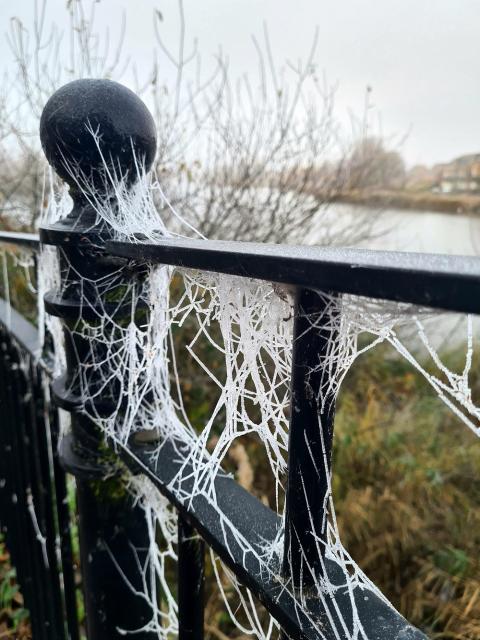 The black metal railings, around the edge of a lake, are covered with cobwebs. The early morning mist has covered the cobwebs in tiny beads of water highlighting their presence. The cobwebs seem quite haphazard and it looks like more than one are overlapping, or maybe competing, with each other.
