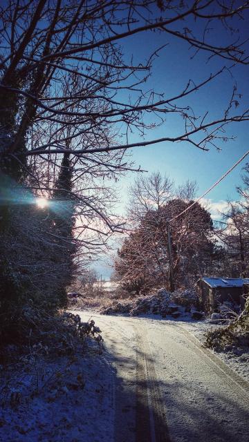 Blue sky, sunburst, trees and frosty lane