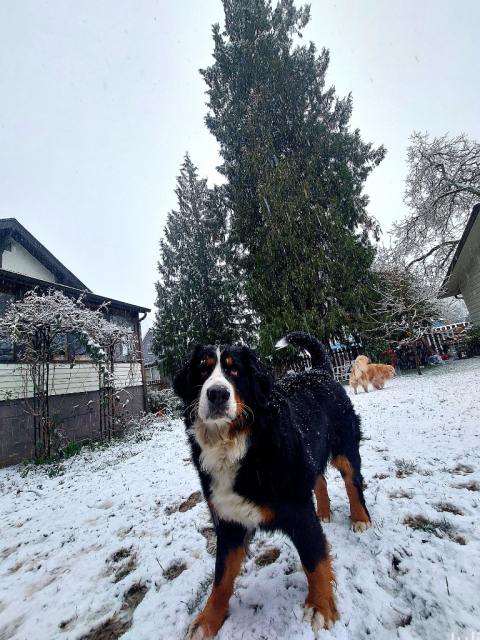 A Bernese Mountain Dog stands in the snow looking at the camera, ready to bark
