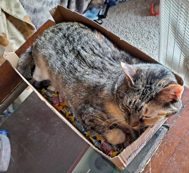 A tricolor tabby cat lying in a long narrow box about her size. The bottom of the box is full of hard Jolly Ranchers. The cat has her head leaned against the edge of the box and appears to be dozing.