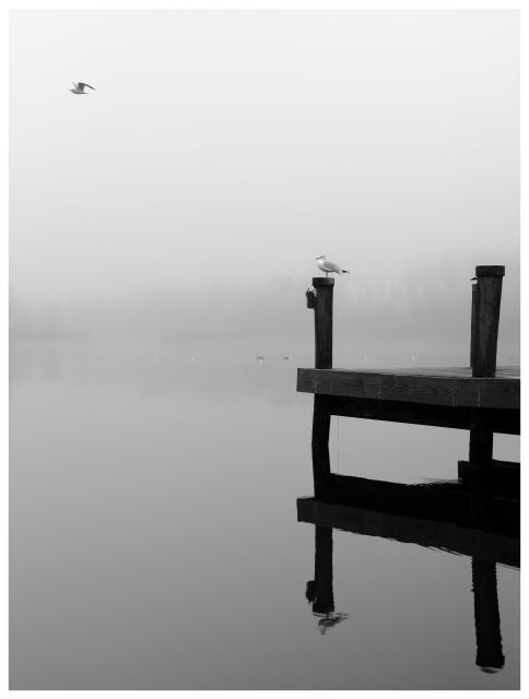 A black and white image of a pier on the bottom right with a seagull on it. There is a seagull flying through the air on the top left. The whole scene is set in heavy fog.